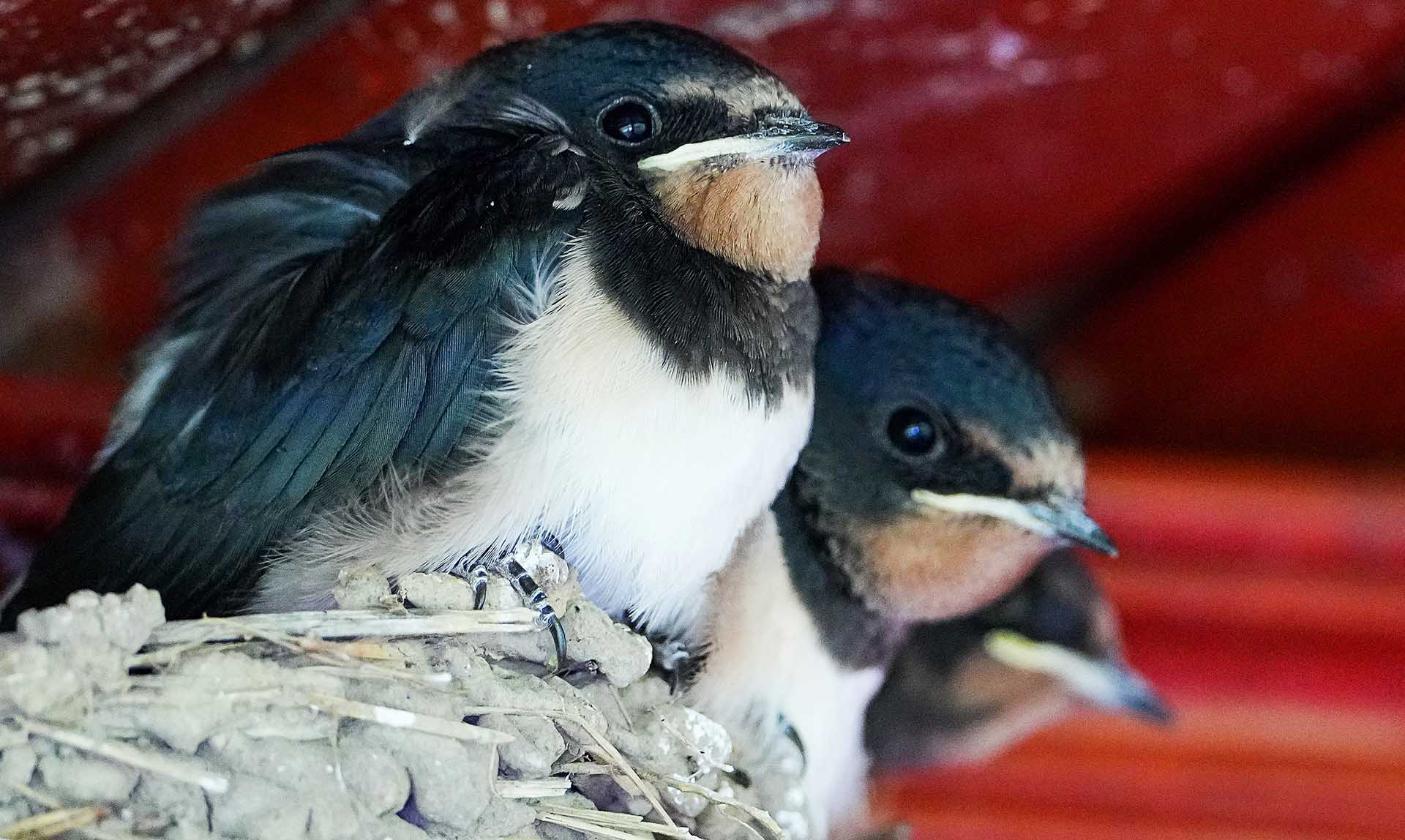 Птенец ласточки