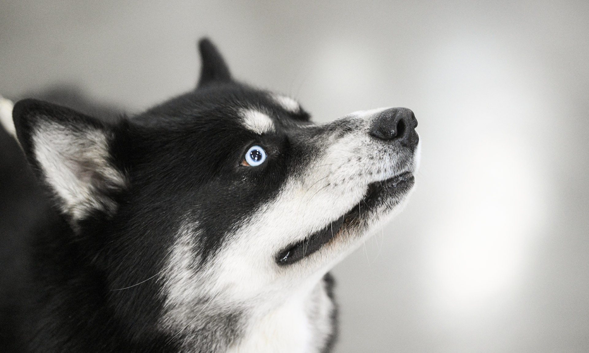 Хаски улыбается 