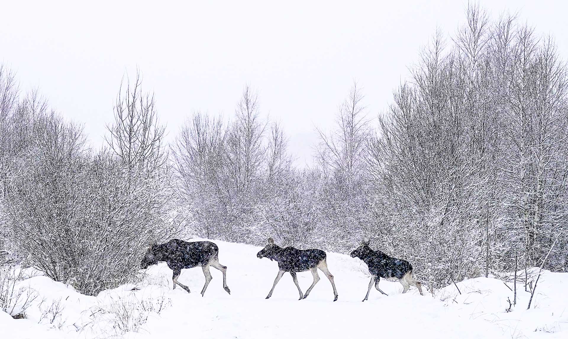 Лоси в лесу