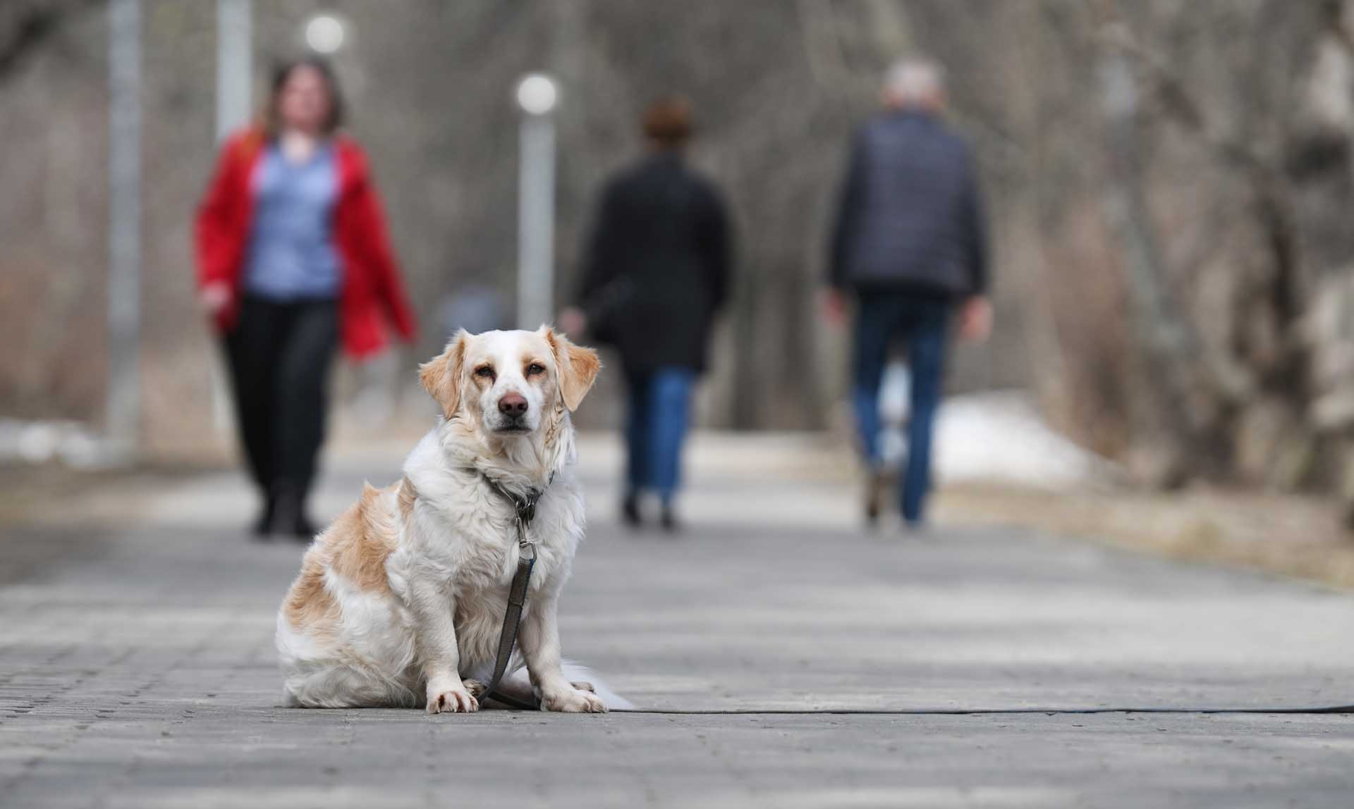 Собака на улице