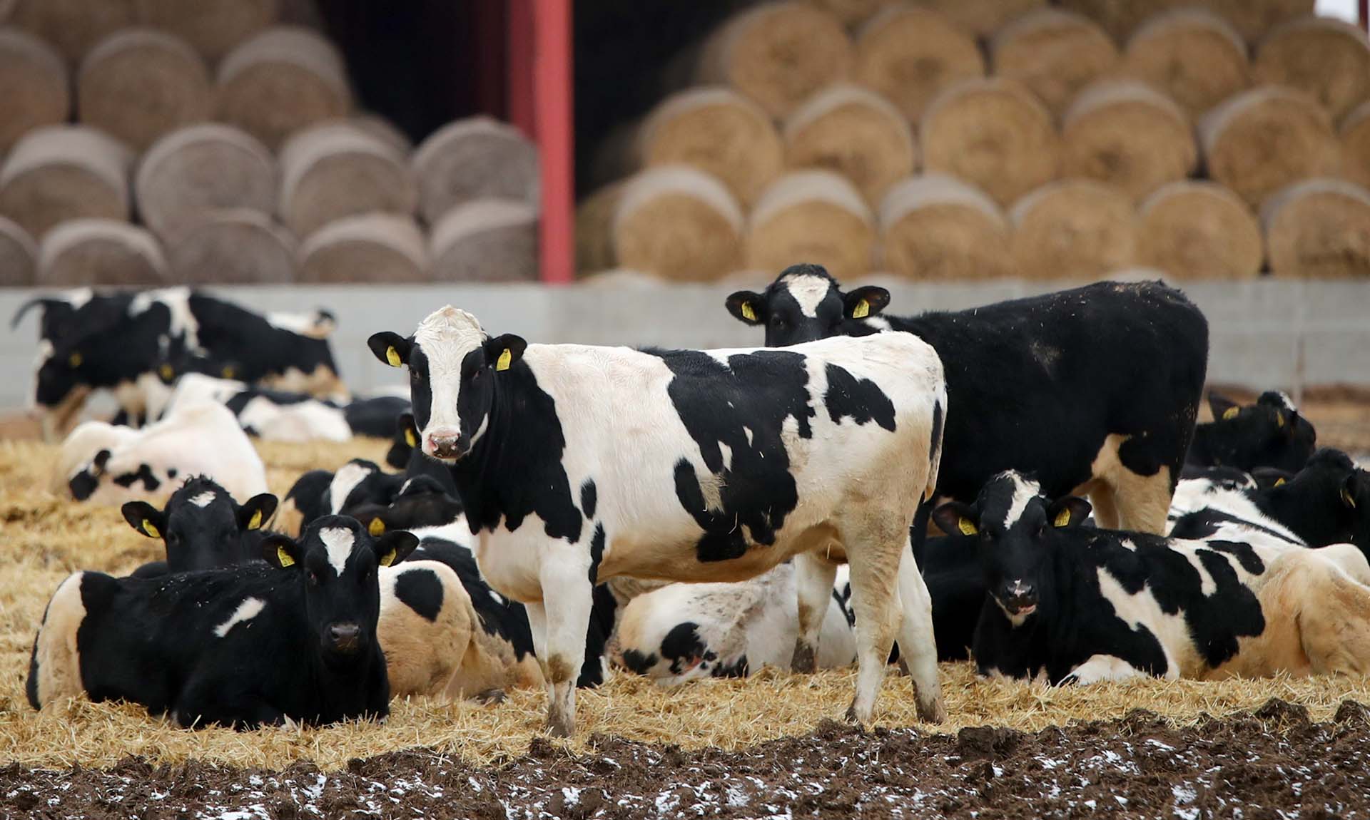 Какую господдержку получат пострадавшие от пастереллеза домохозяйства Новосибирской области?