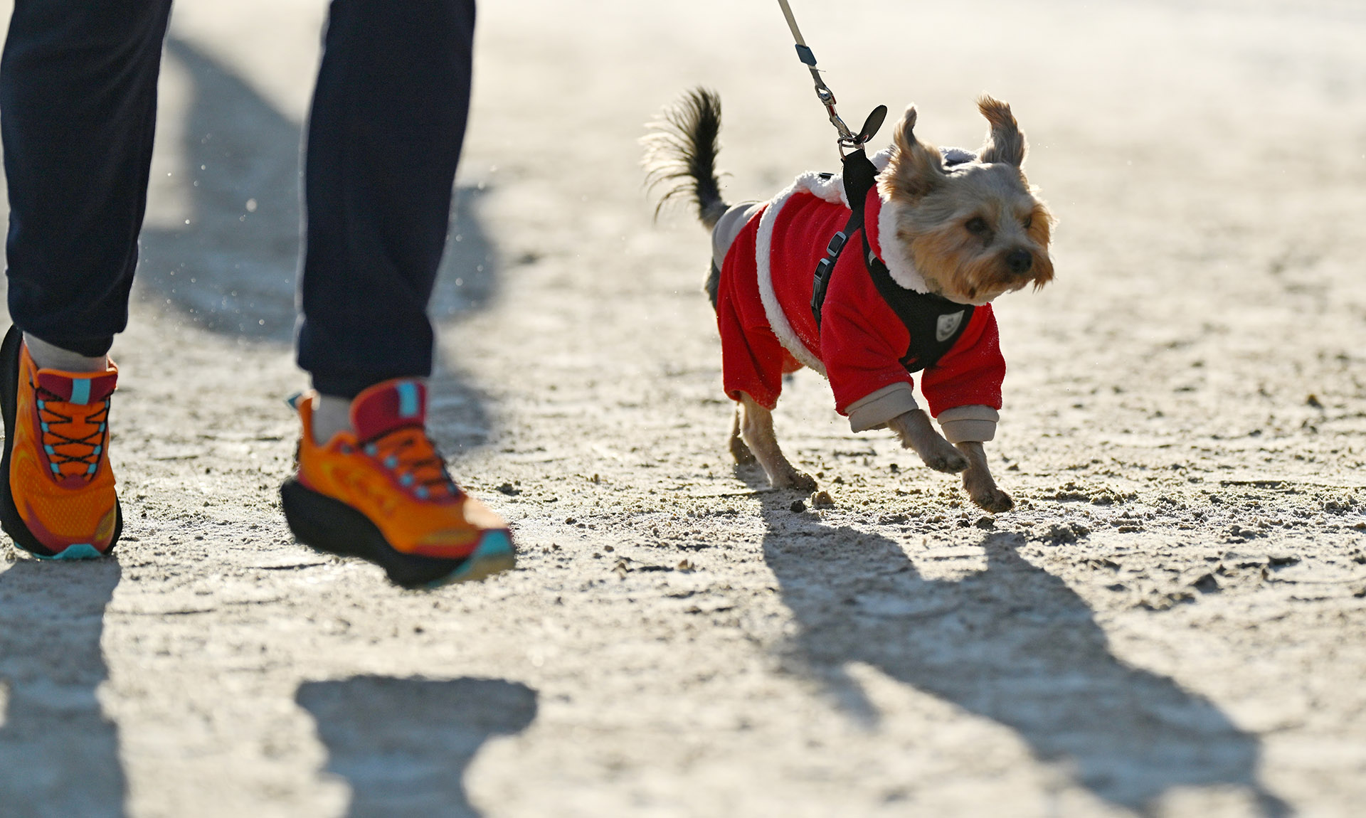 Собачка гуляет зимой 