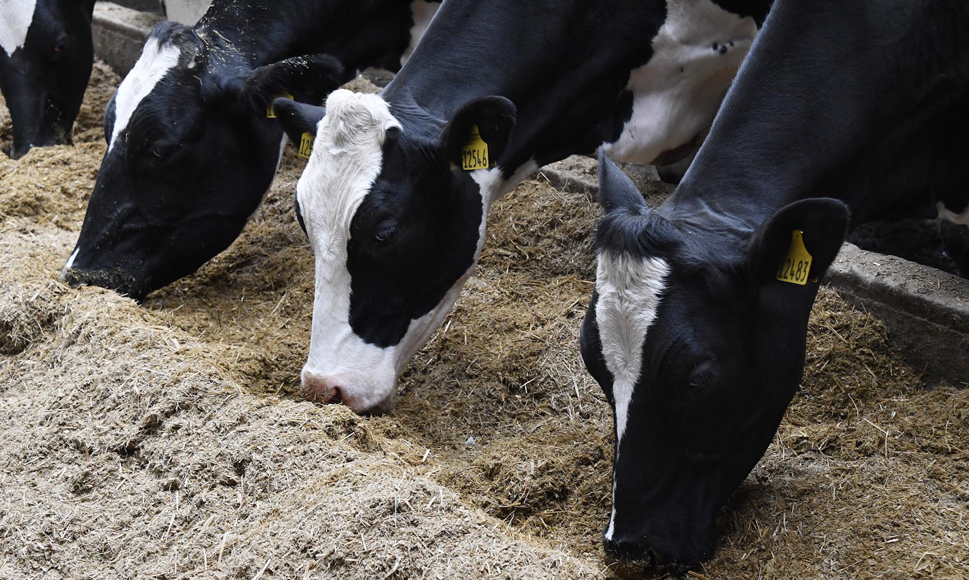 Как оформляют компенсации за изъятый скот в Новосибирской области?