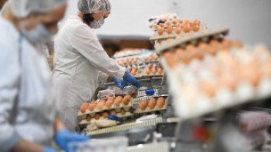 Производство яиц и мяса птицы в Новосибирской области