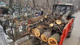 Уборка спиленных аварийных деревьев