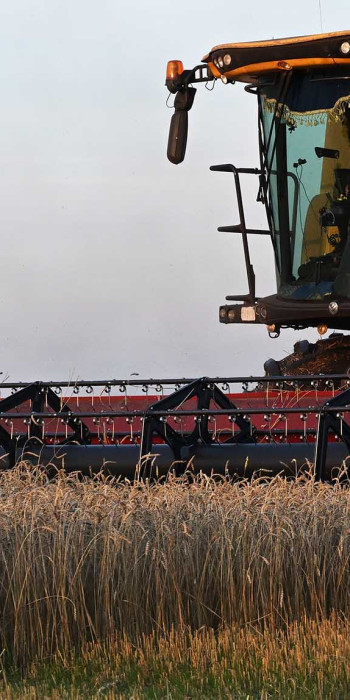 Уборка урожая пшеницы