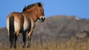Лошадь пржевальского в заповеднике