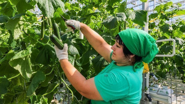 Сотрудница в теплице собирает огурцы