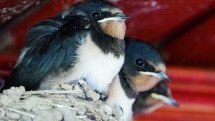 Птенец ласточки