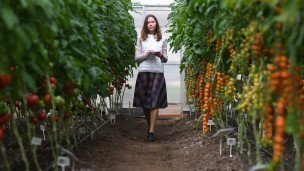 Сотрудник в теплице