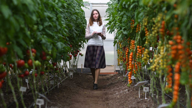 Сотрудник в теплице