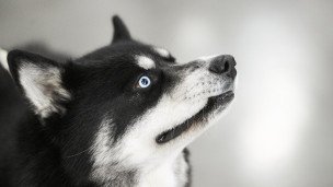 Хаски улыбается 