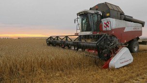 Уборка урожая пшеницы на поле