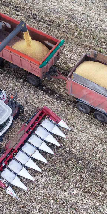 Сбор урожая зерна кукурузы