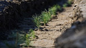 Саженцы хвойных деревьев