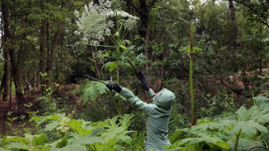  Уничтожение борщевика в лесу