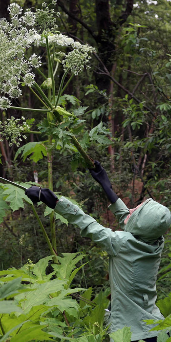  Уничтожение борщевика в лесу