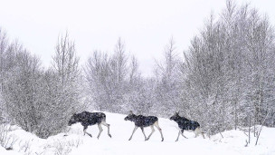 Лоси в лесу