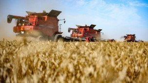 Уборка урожая пшеницы на полях