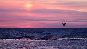 Чайка на Азовском море в Херсонской области