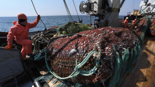 Вылов минтая 