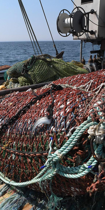 Вылов минтая 