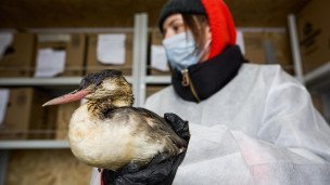 Реабилитация птиц с побережья Черного моря