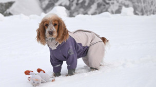 Собака играет на снегу во время прогулки