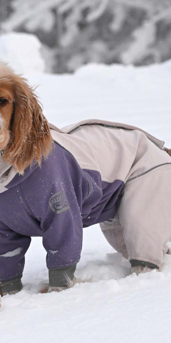 Собака играет на снегу во время прогулки