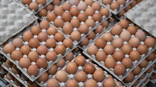 Участок сортировки и упаковки яиц на птицефабрике