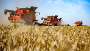 Уборка урожая пшеницы на полях