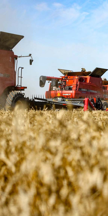Уборка урожая пшеницы на полях