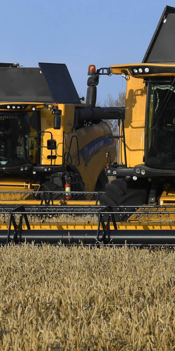 Уборка пшеницы на поле