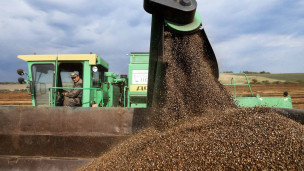 Уборка урожая гречки на поле