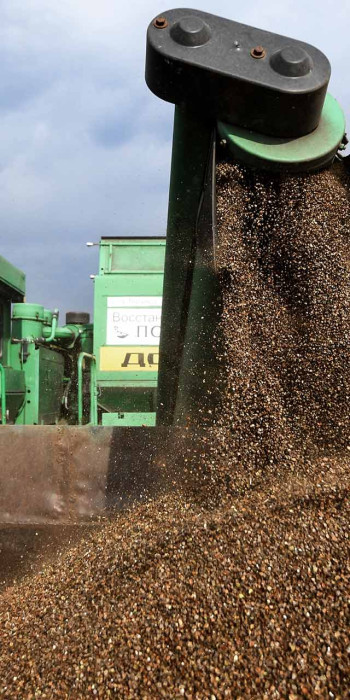 Уборка урожая гречки на поле