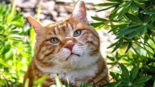 Кот среди зеленых растений