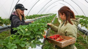 Сбор урожая клубники в теплице