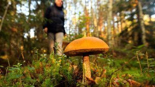 Во время сбора грибов в лесу