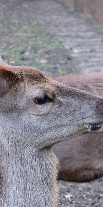  Подготовка к зимнему сезону в заповеднике 