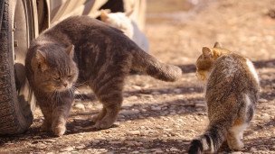 Коты у автомобиля