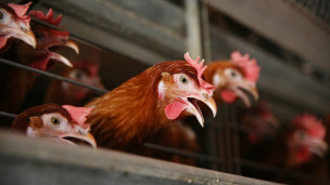 Куры-несушки в цехе 