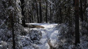 Первый снег в лесу