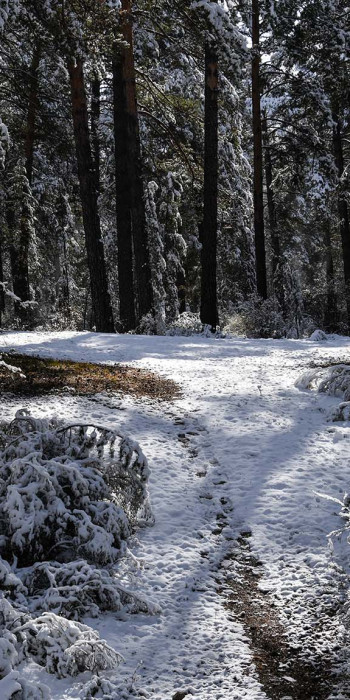 Первый снег в лесу