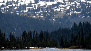 Вид на зимний лес