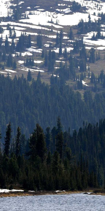 Вид на зимний лес