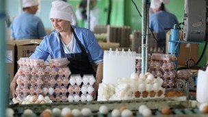 Линия сортировки и упаковки яиц 