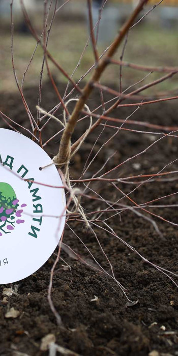 Акция «Сад памяти»