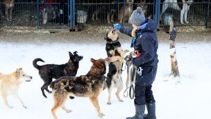 Девушка в приюте для бездомных собак