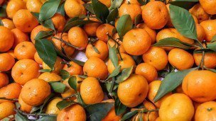 Мандарины во время отбора 