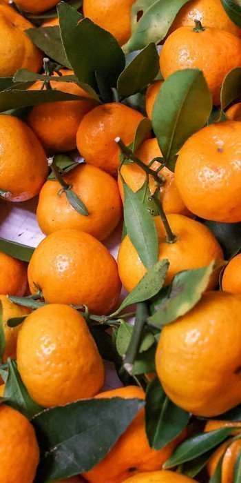 Мандарины во время отбора 